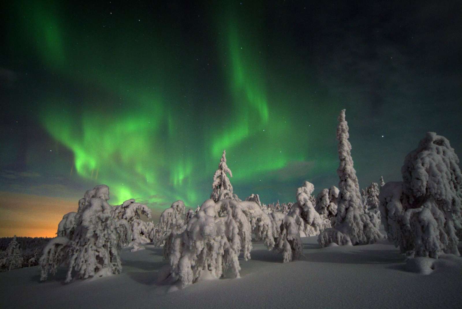 The aurora borealis over snow-laden spruce trees, Finnish Lapland