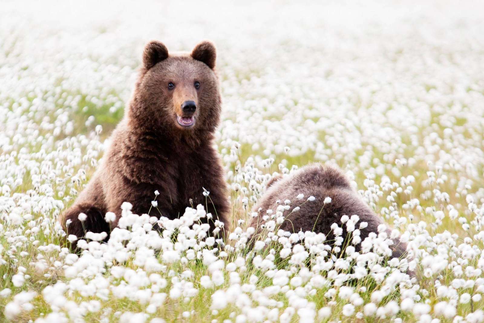 Brown bear in the Finnish taiga