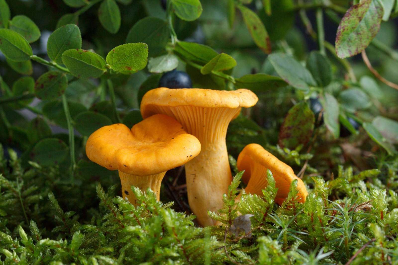 Forest larder