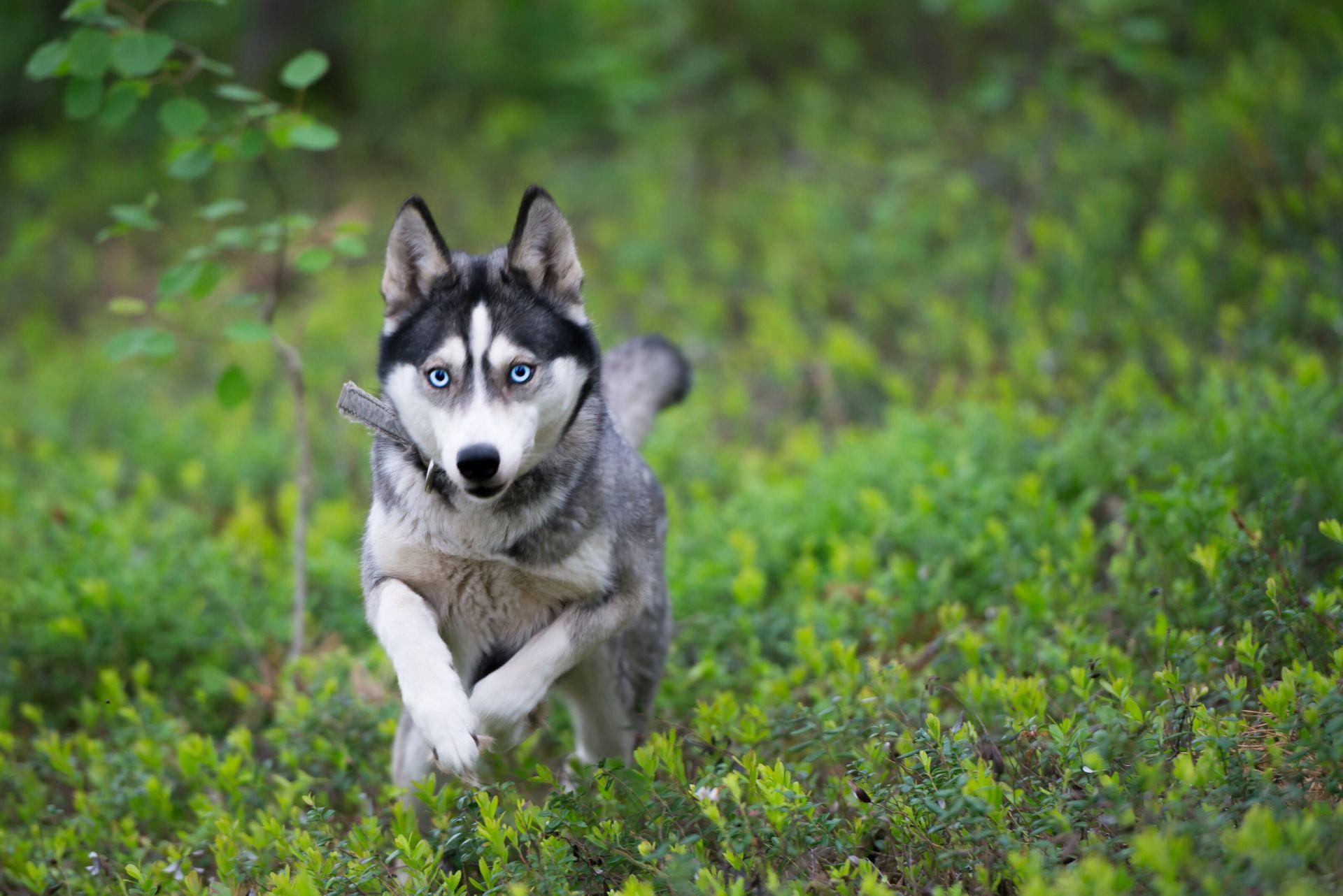 Husky team in Finnish Lapland