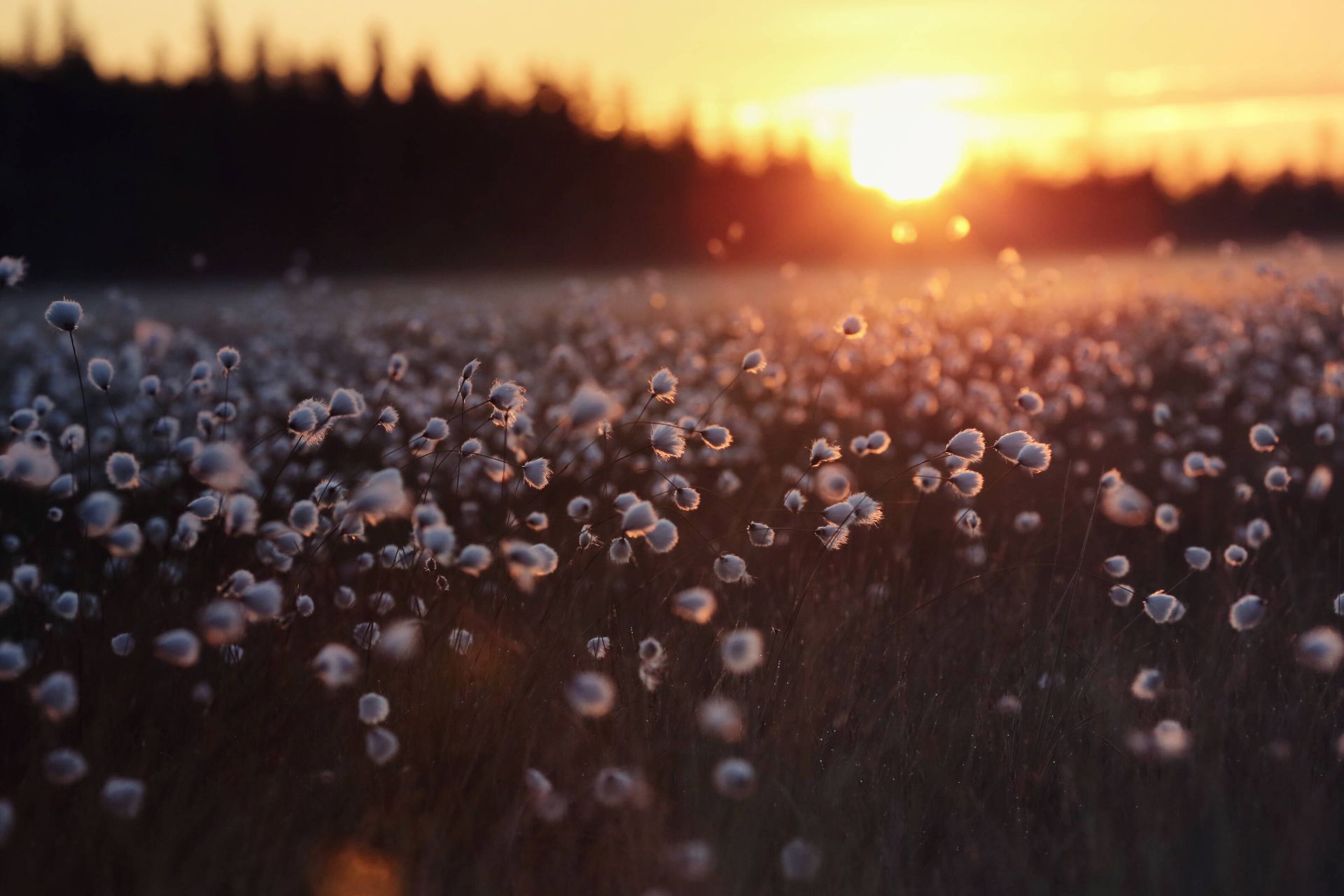 Midnight sun over the fells of western Finnish Lapland