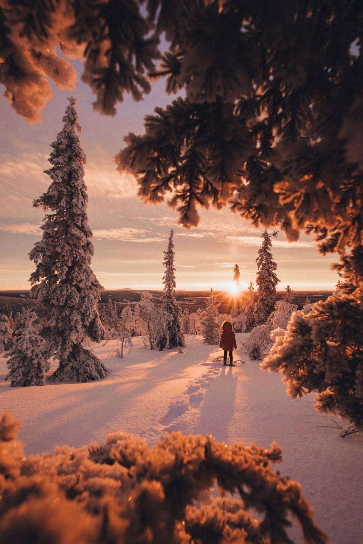 Golden sunrise through snow-laden spruce in Finnish Lapland