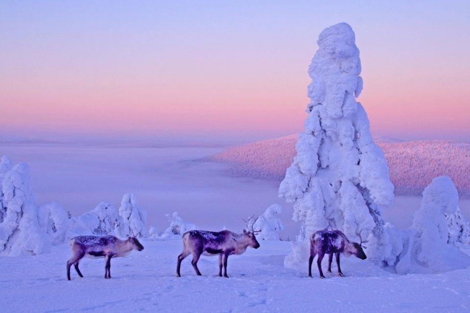 Reindeer country