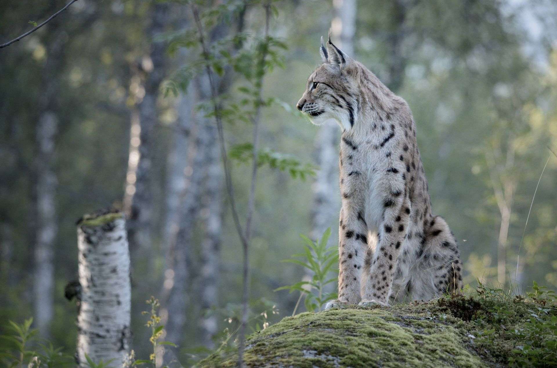 A lynx in the summer forest of eastern Finland