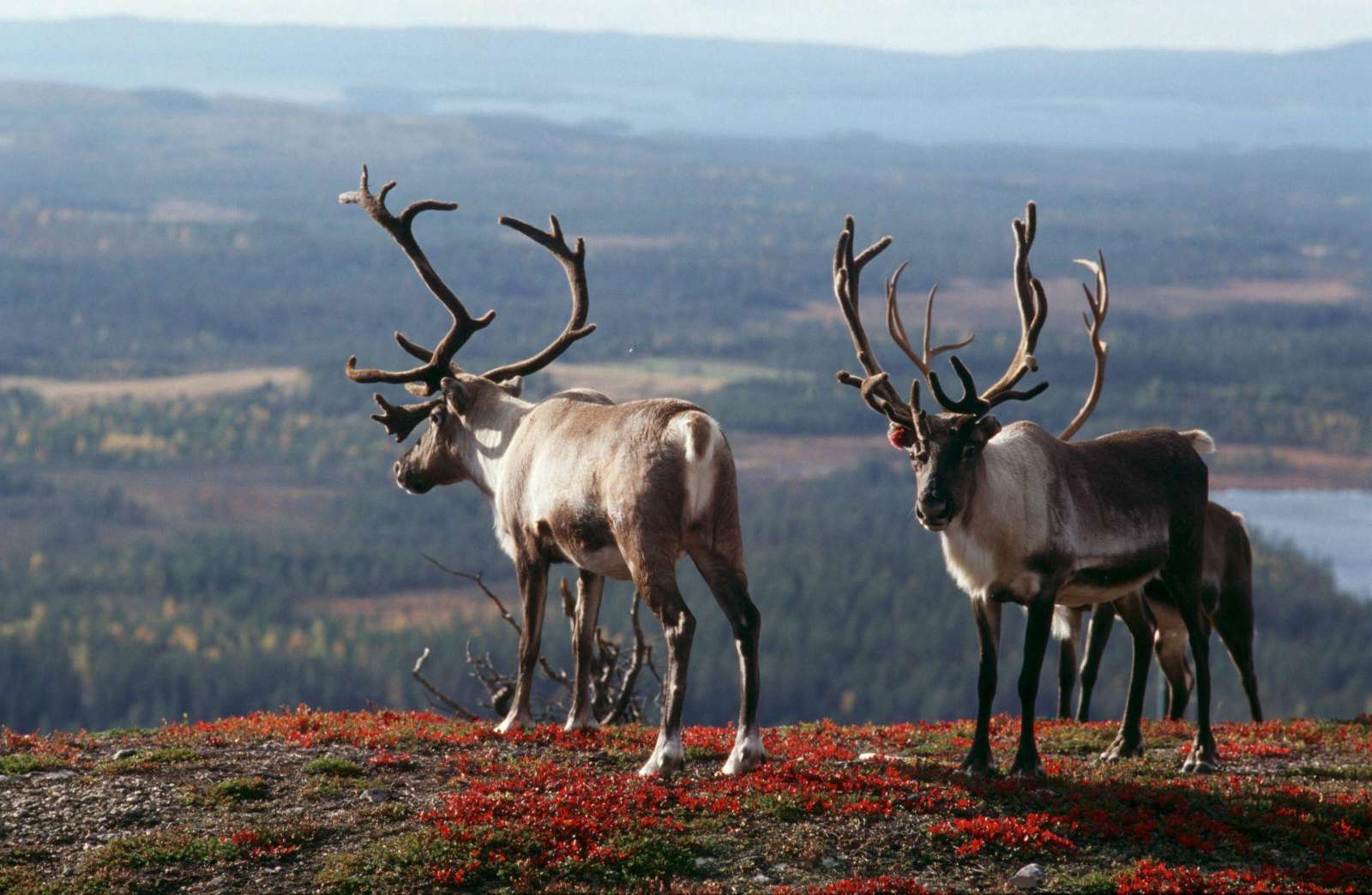 Reindeer in the snow near Inari, northern Finnish Lapland