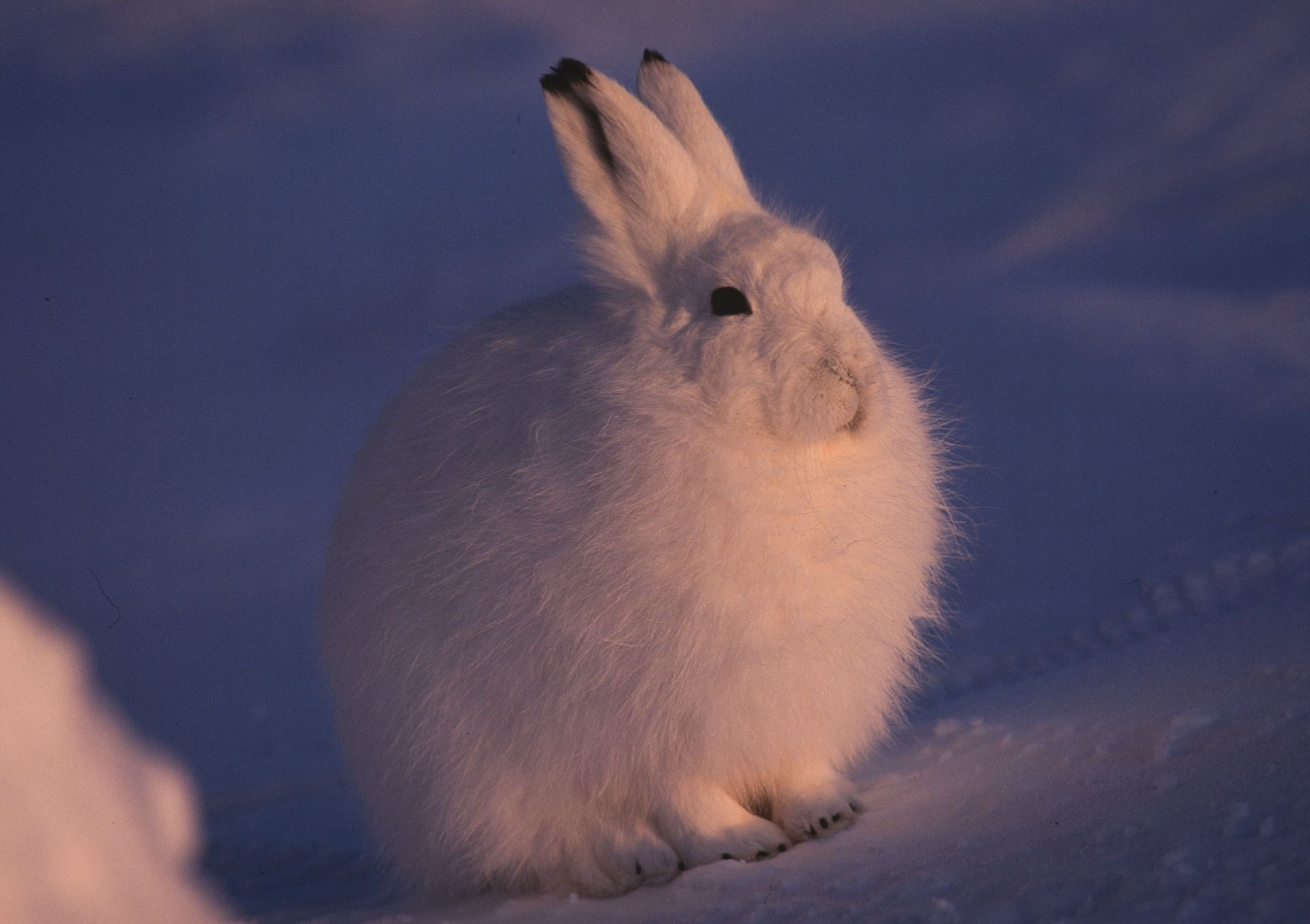 Arctic hare in Greenland