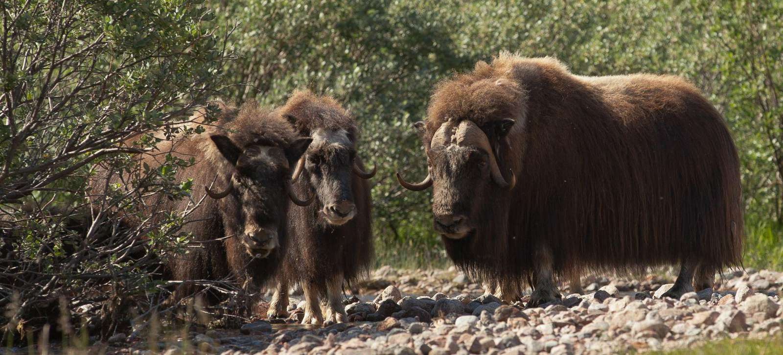 Muskox among low trees in Greenland