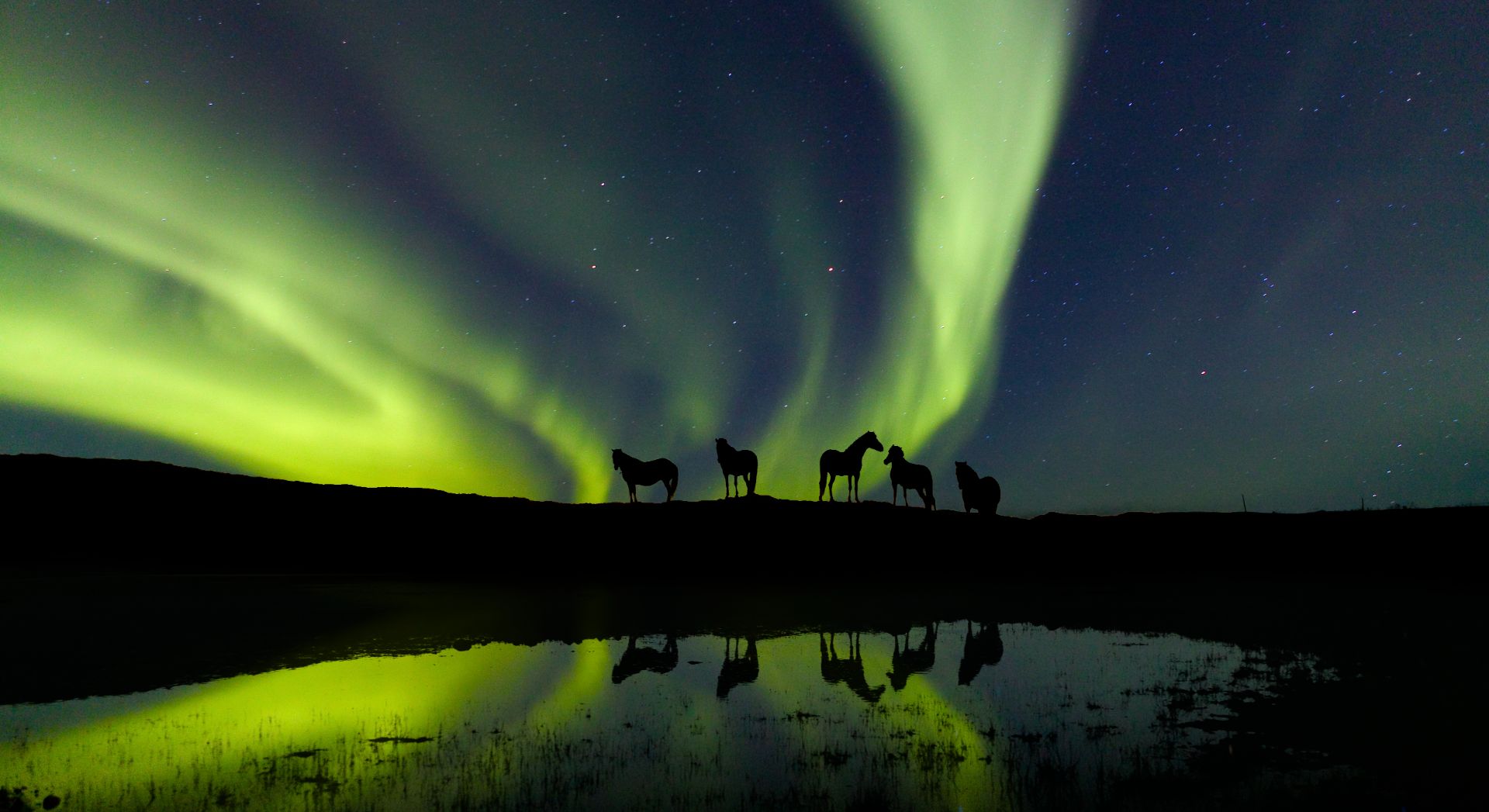 Icelandic horses under the Northern Lights