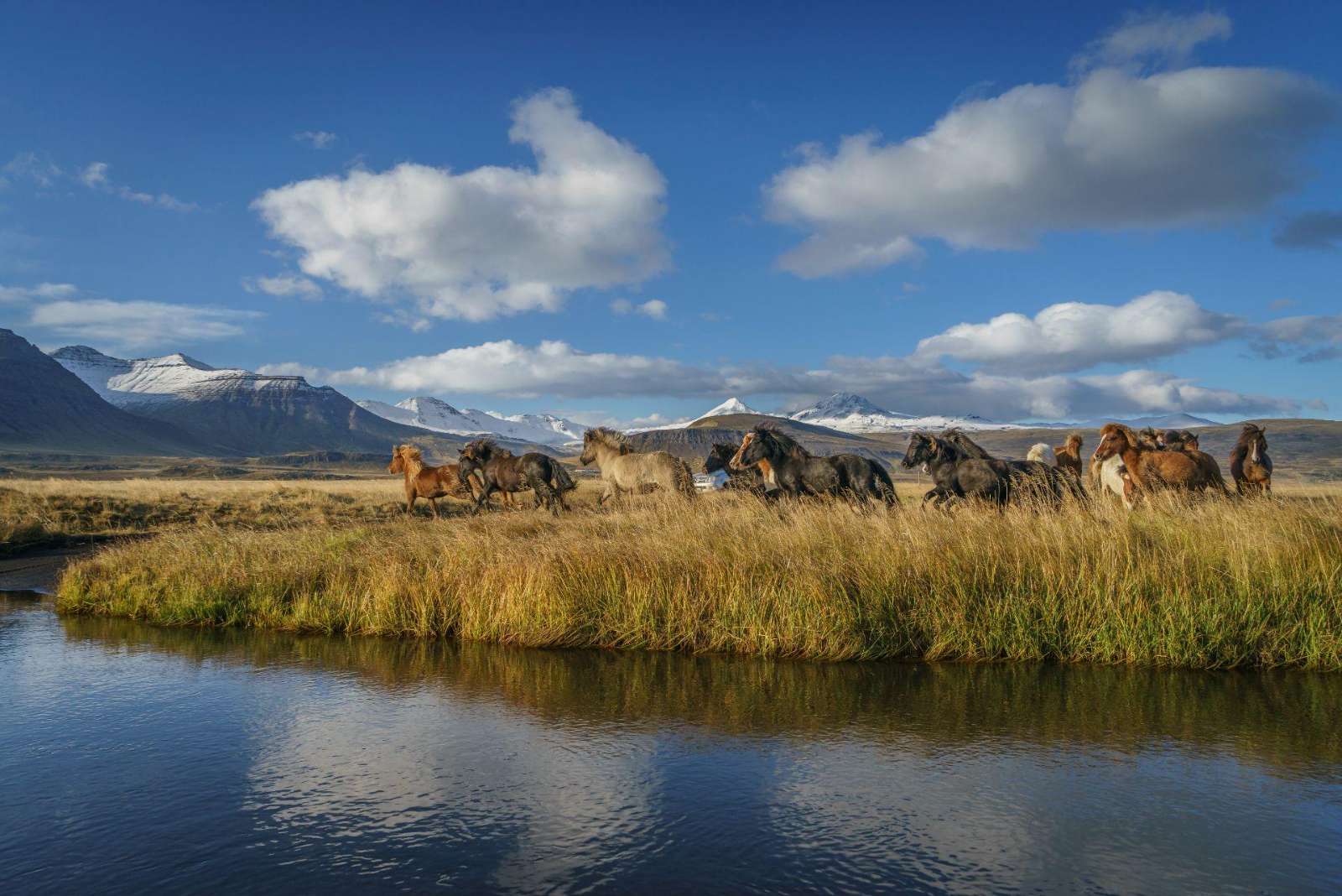 Icelandic horses in autumn, Iceland