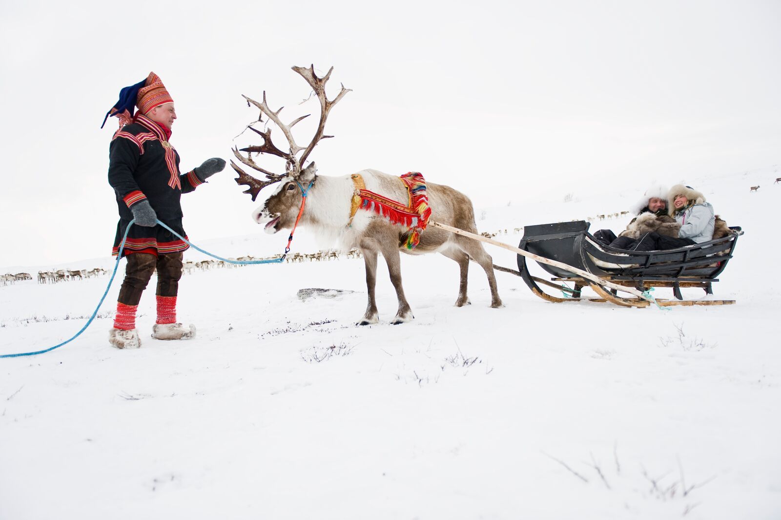 Sámi reindeer sledding in Finnmark, Norway
