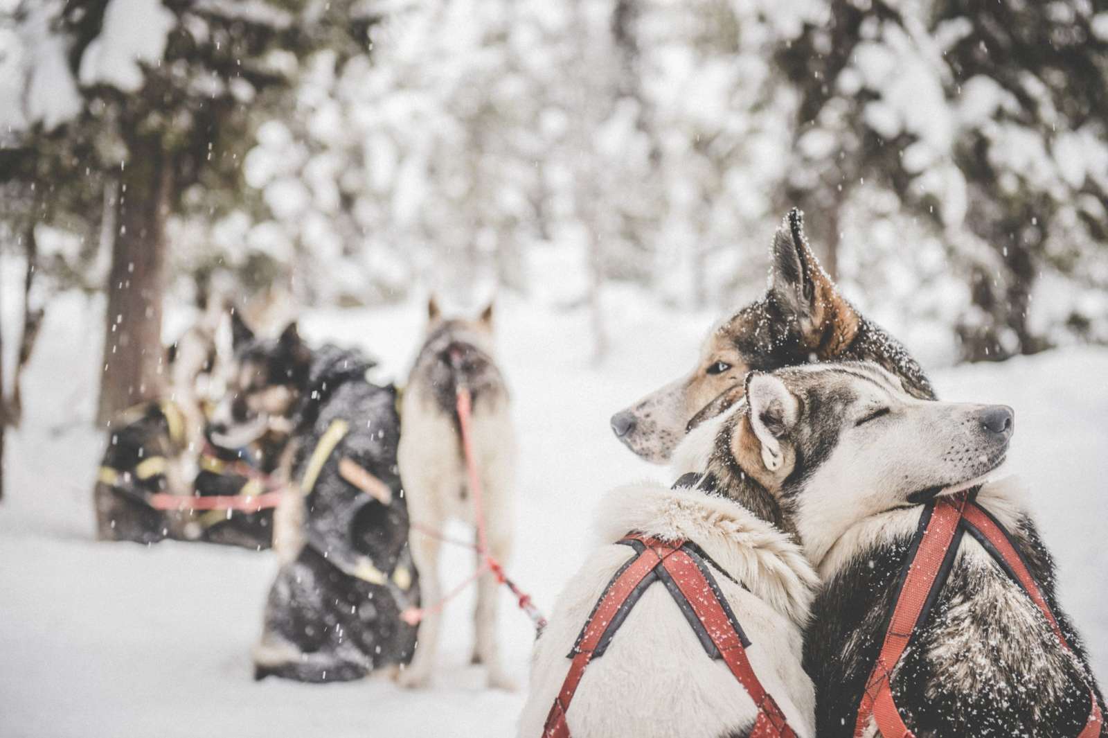 A team of huskies in Swedish Lapland